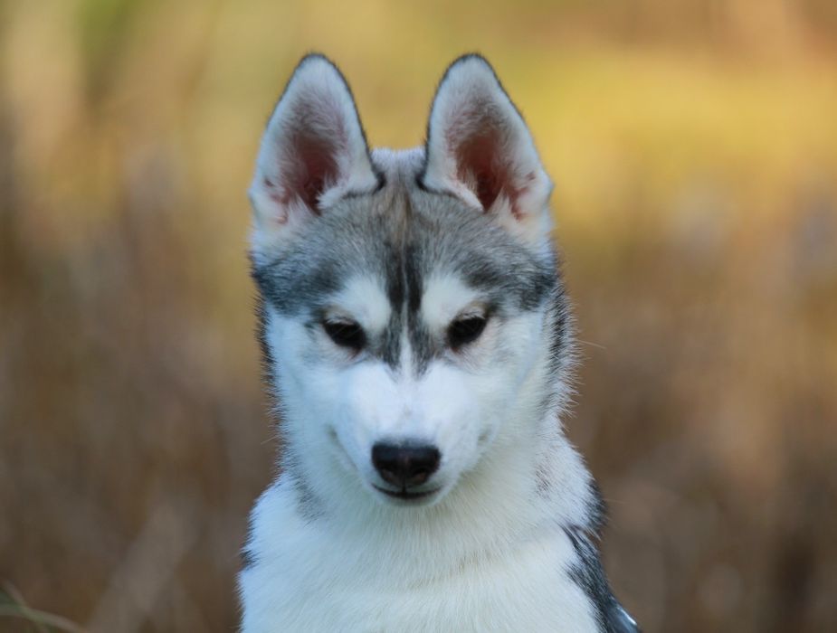 Siberian Husky ZKwP szczenię