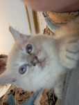 Ragdoll. Gotowe na nowy domek
