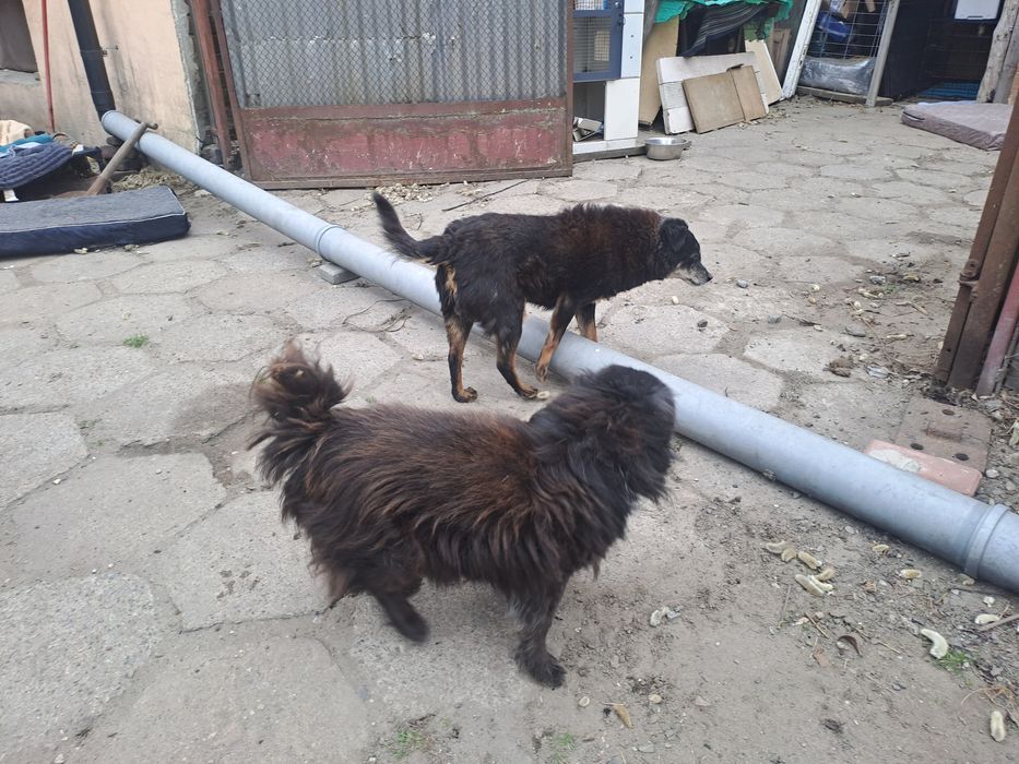 Misio.     6kilo pieska szuka domku