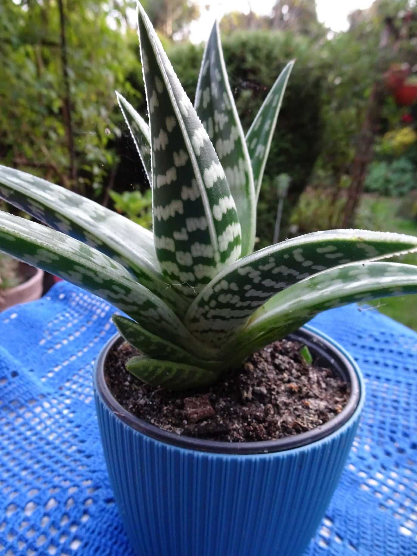 Aloes Pstry Tygrysi Aloe Variagata Kaktus