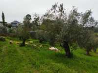 Vendo oliveiras centenárias