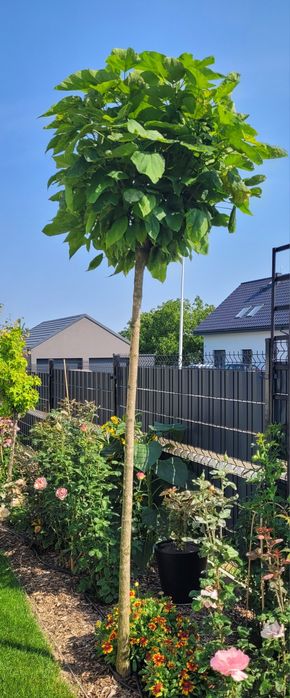 Katalpa nana drzewo catalpa 200 cm