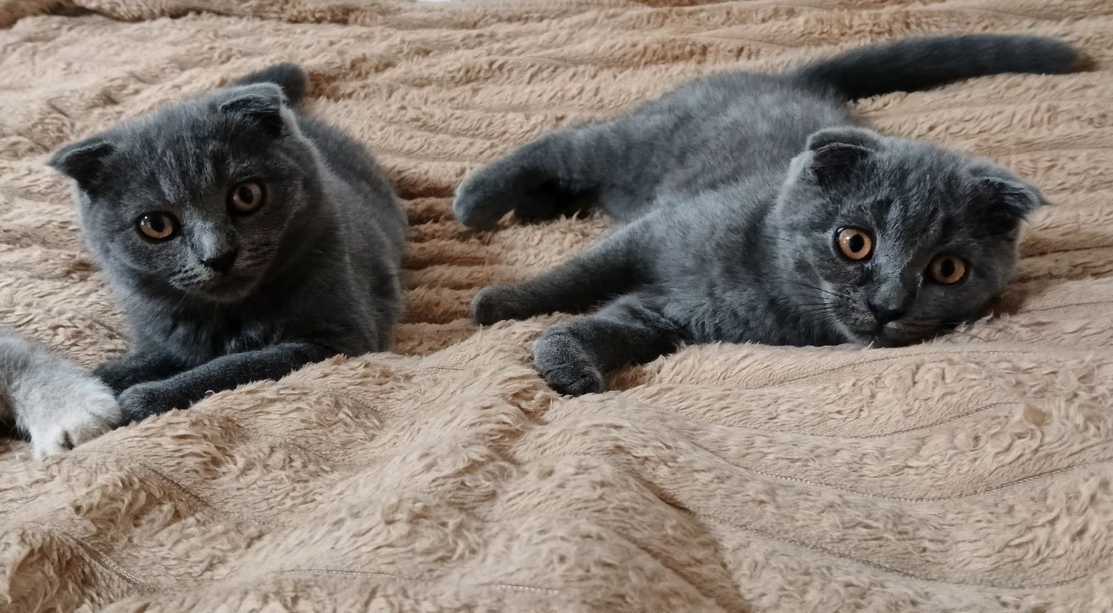 Шотландські висловухі кошенята