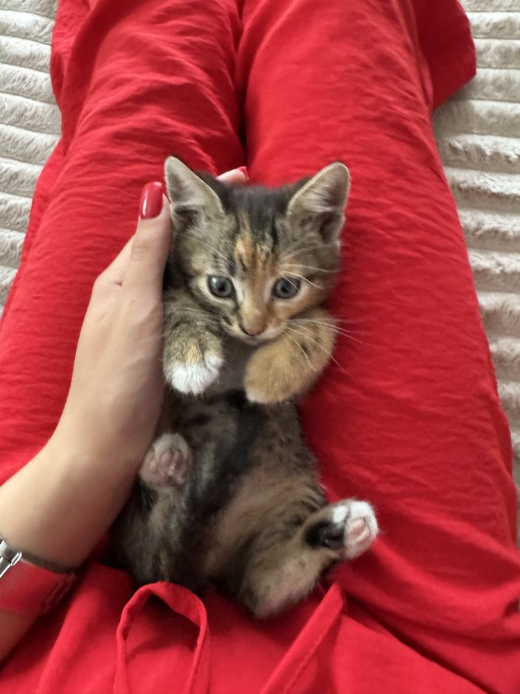 Віддам кошенят безкоштовно