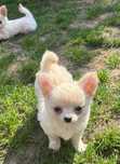 Piesek Chihuahua dlugowlosy.