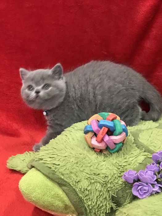 Шикарний кіт на вязку !