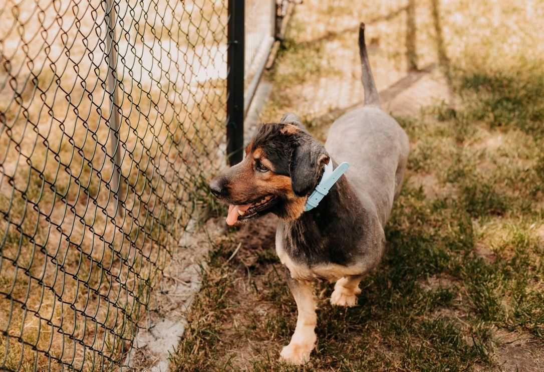 Wielbiciel smyranka i smaczków poleca się do adopcji!!!