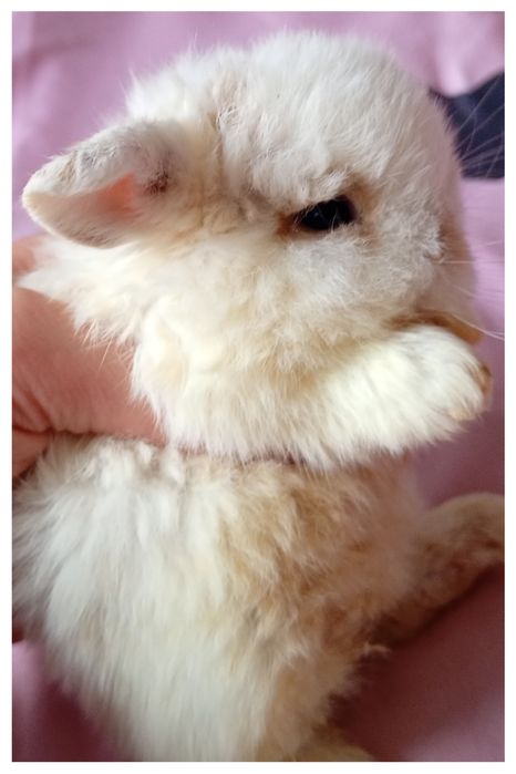 Króliki mini loop METRYKA  szczepienia! mini lop Hodowla