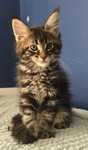 Kotka Maine Coon