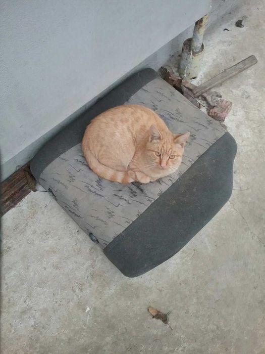 Віддам двох рижуватих котиків(можна по одному)