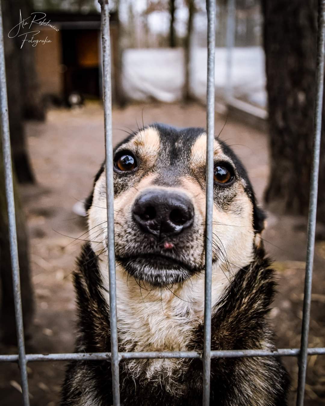 Słodziutki, mały psiak szuka domu! Adoptuj i pokochaj!