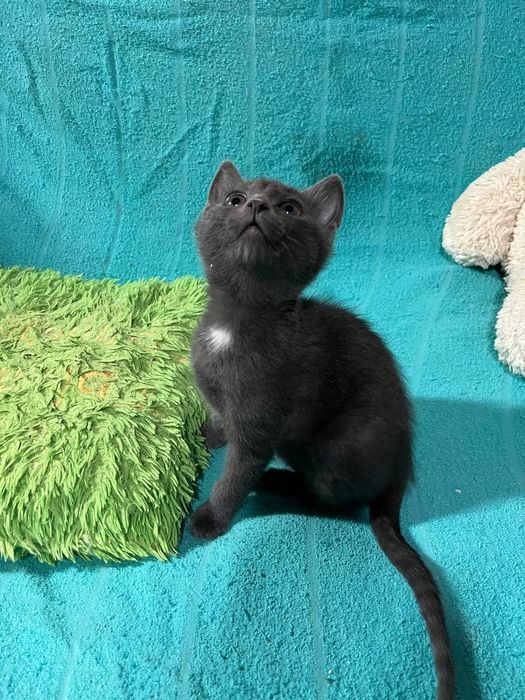 Отдам даром в добрые руки серого котенка