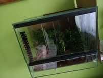 Gekon orzęsiony z terrarium
