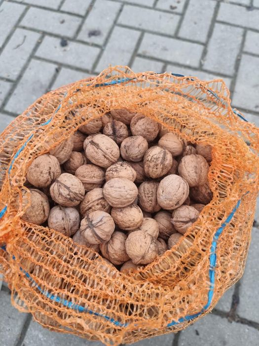 Orzechy włoskie tegoroczne