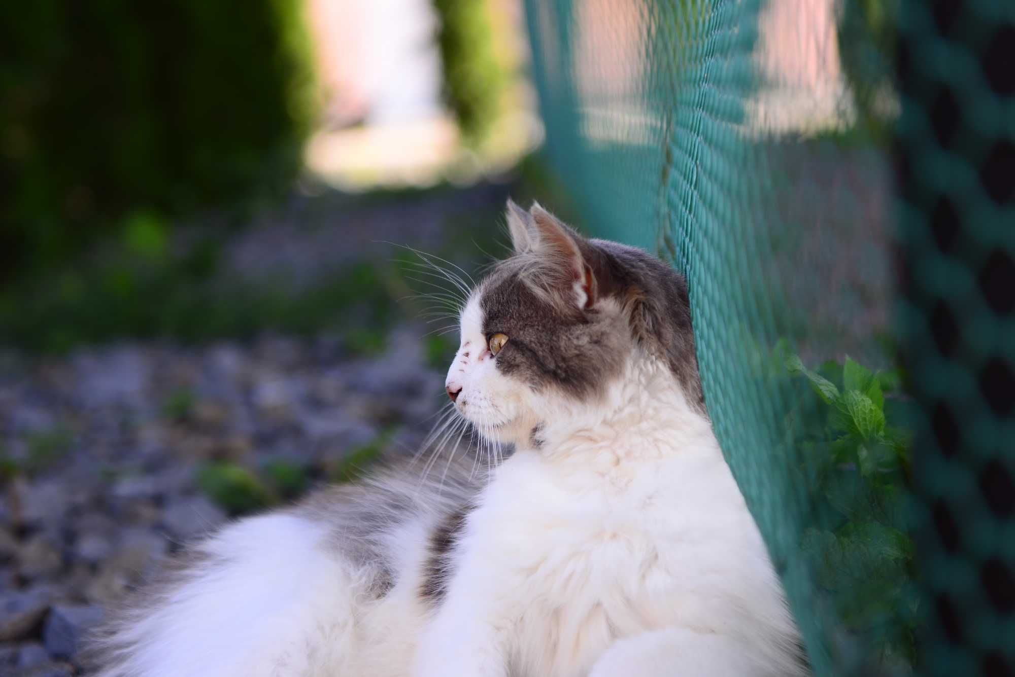 Sigma 24-70mm 2.8 nikon nikkor 50мм 1.8g