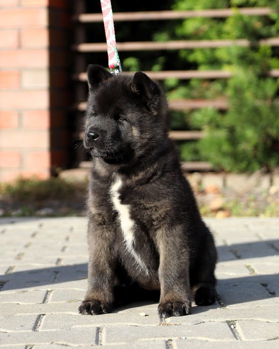 Akita Amerykańska suczka
