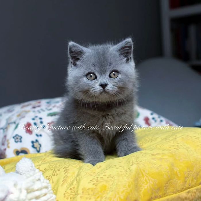 Прекрасні кошенята в блакитному забарвленні