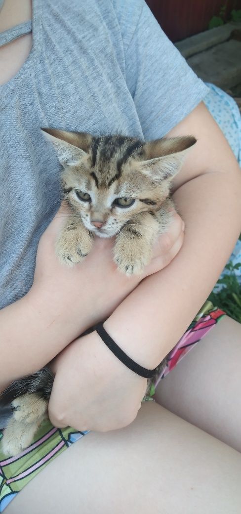 Кошеня !!! Віддам.