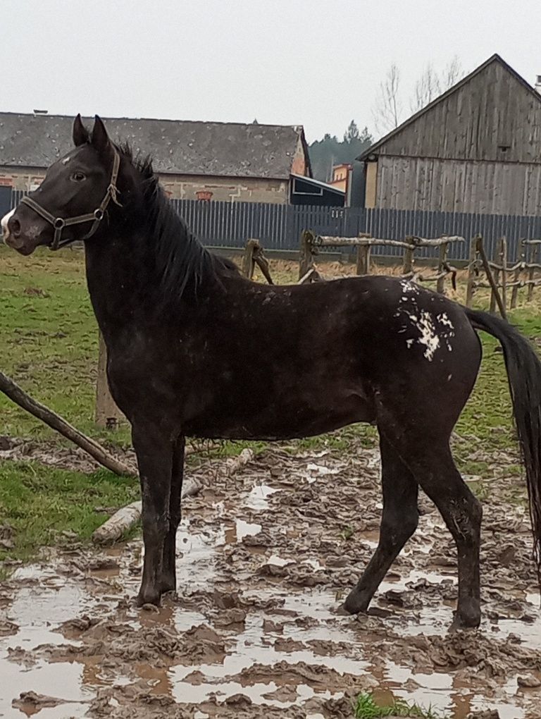 Wik ogierek ciemnogniadotarantowaty