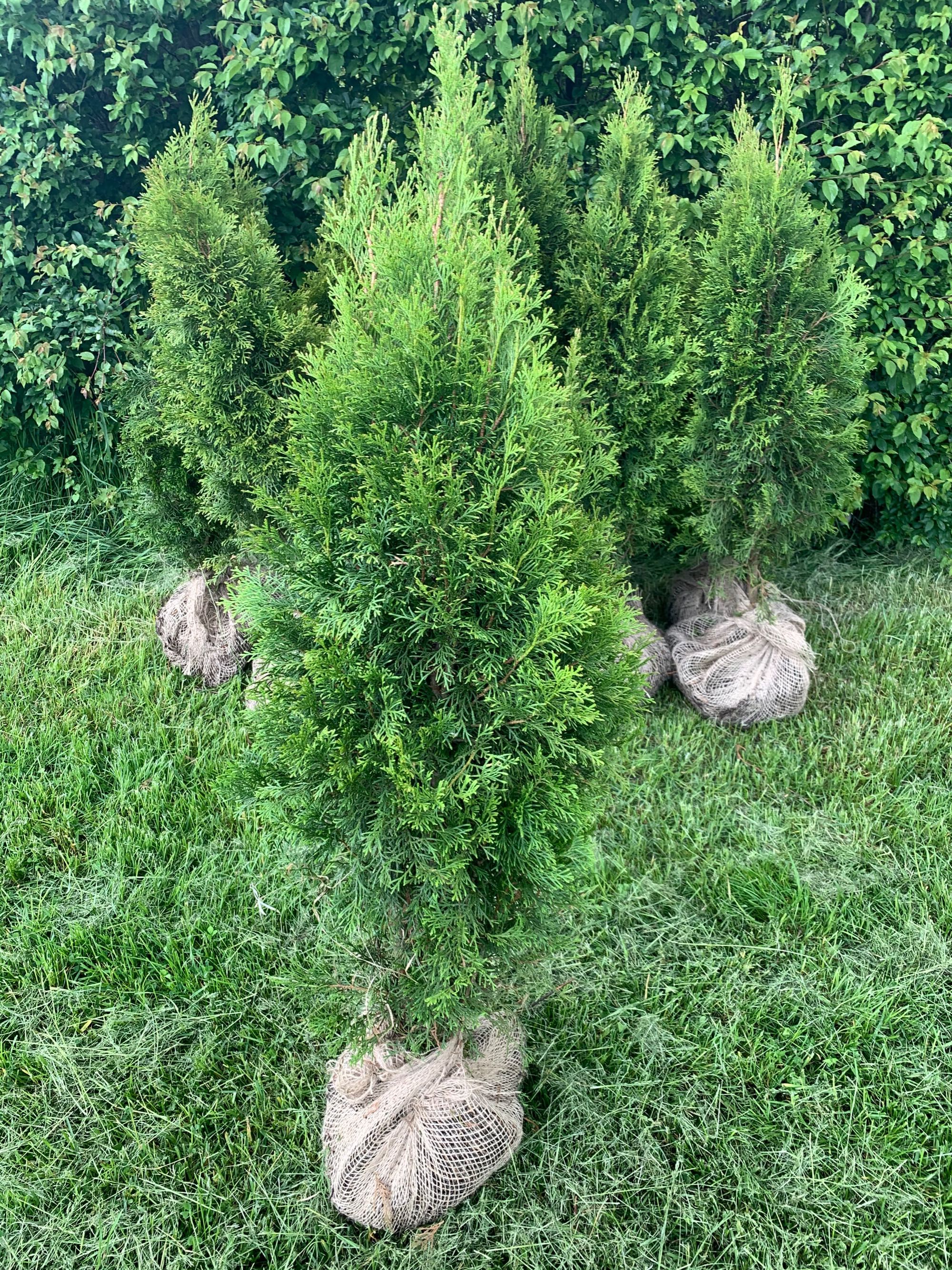 Tuja szmaragd 1,80m szkółka