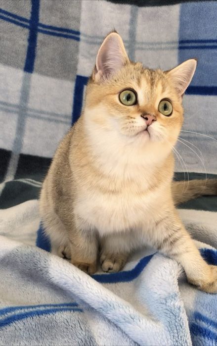 Золота шотландська красуня . Купити в Київі в Україні.Розплідник.