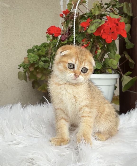 Котята висловушки золото