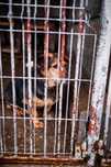Mały piesek w typie jamnika do adopcji