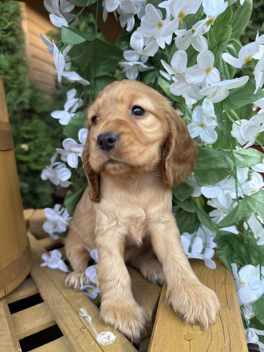 Śliczny piesek Cocker Spaniel Angielski z rodowodem