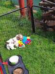 Shih tzu gotowe do odbioru