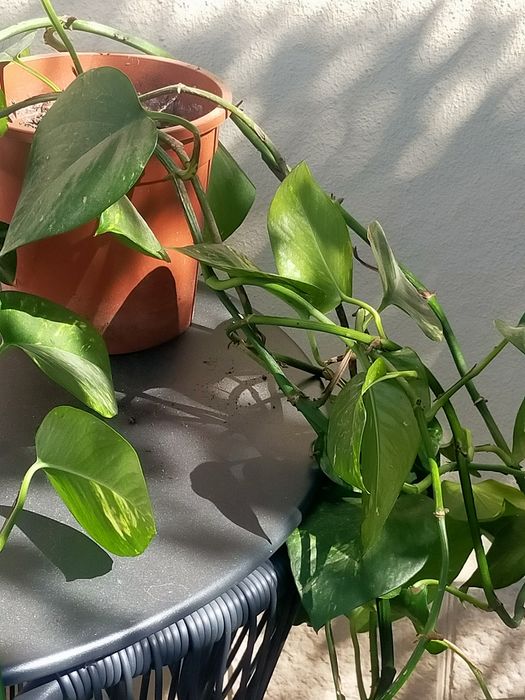 Planta Jibóia ou Epipremnum Aureum