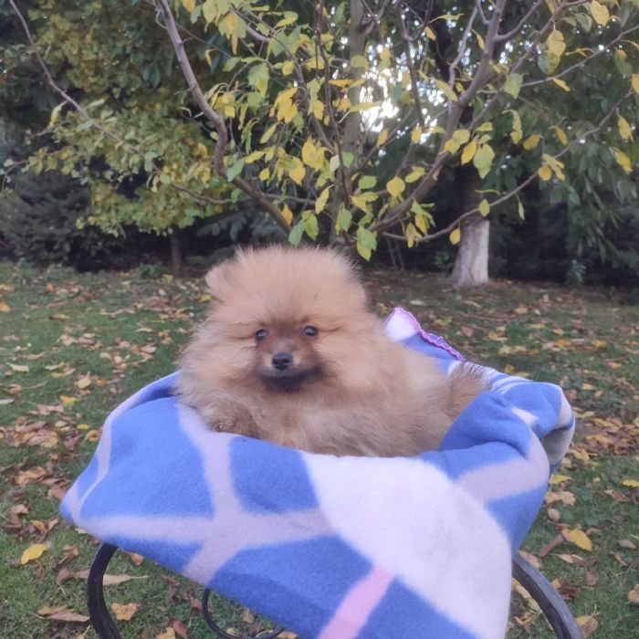 Wzorcowy Mały Szpic niemiecki piękny extrrier rodzice FCI