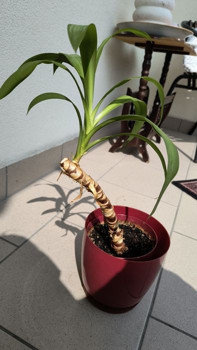 Roslina Spineless Yucca, Yucca Gigantea