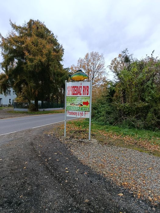 karp królewski handlowy