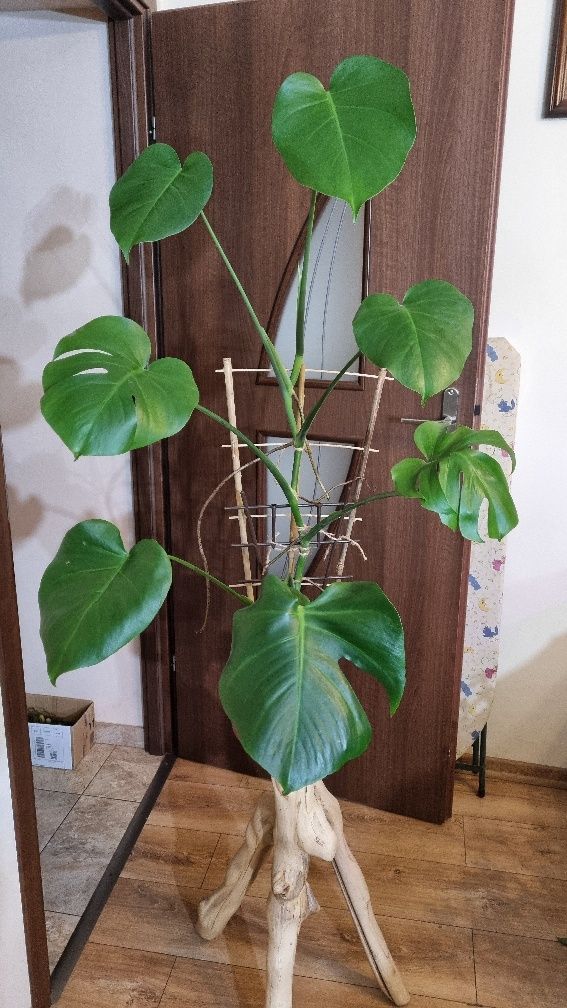 Monstera Deliciosa Dziurawa