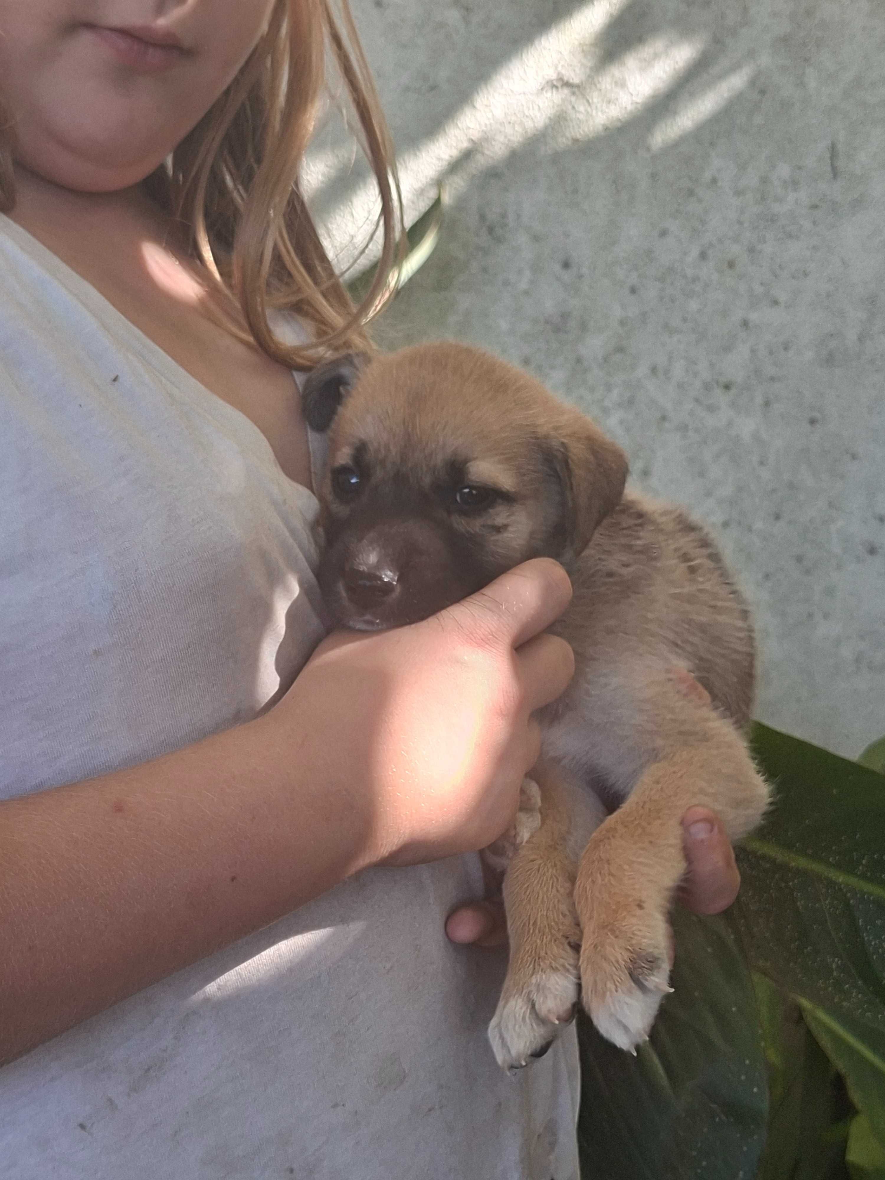 lindos cachorrinhos para adoção