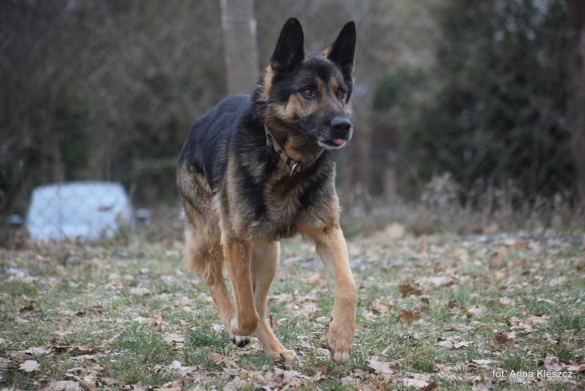Astor 4-5 lat owczarek niemiecki gotowy do adopcji