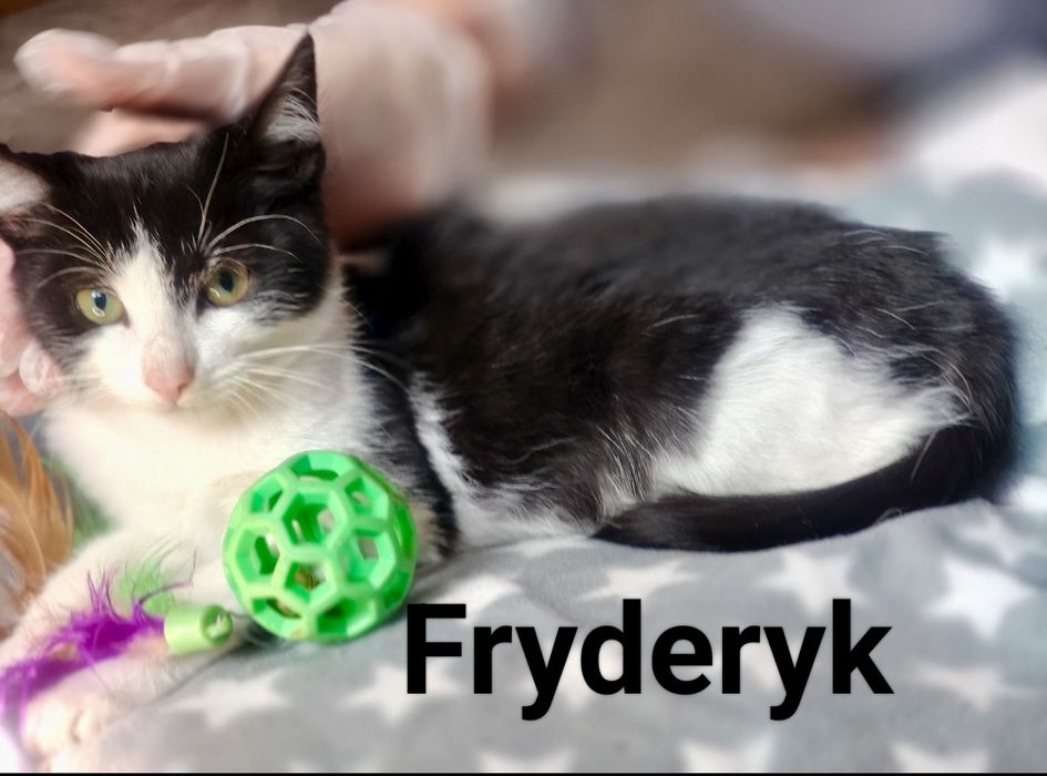 Fryderyk i Lolek błagają o szansę i domy ...