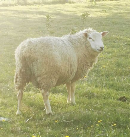 Casal de ovelhas texel