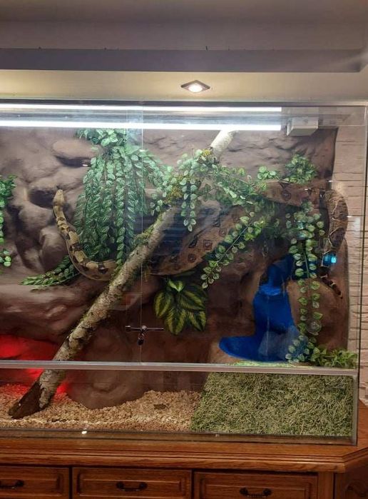 Terarium  duże  noworoczne.