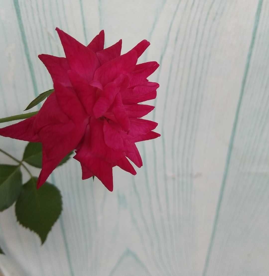 Пеларгония душистая ( свежий срез) Роза бенгальская