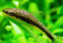 Ottociclus afinis
