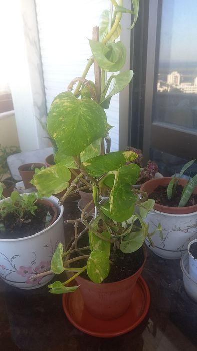 Plantas naturais interior e exterior