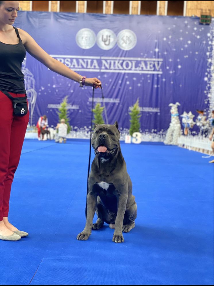 Кане корсо.серый кобель. вязка офиц.тест A/00.Cane corso.