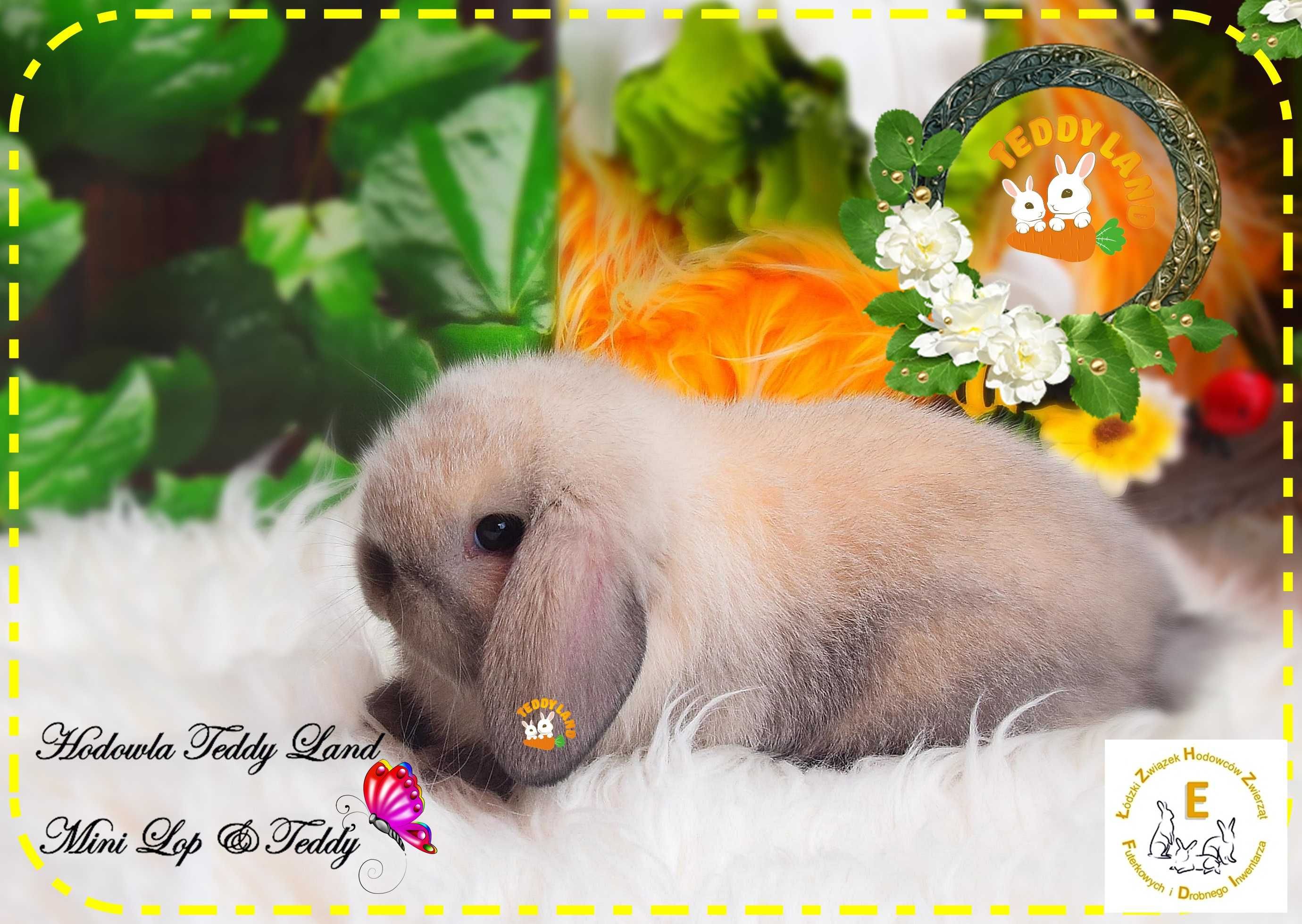 Mini Lop Teddy Karzełek profesjonalna hodowla królików ozdobnych