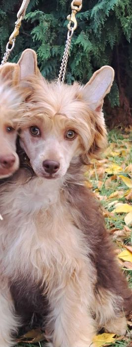 czekoladowy grzywacz chiński FCI