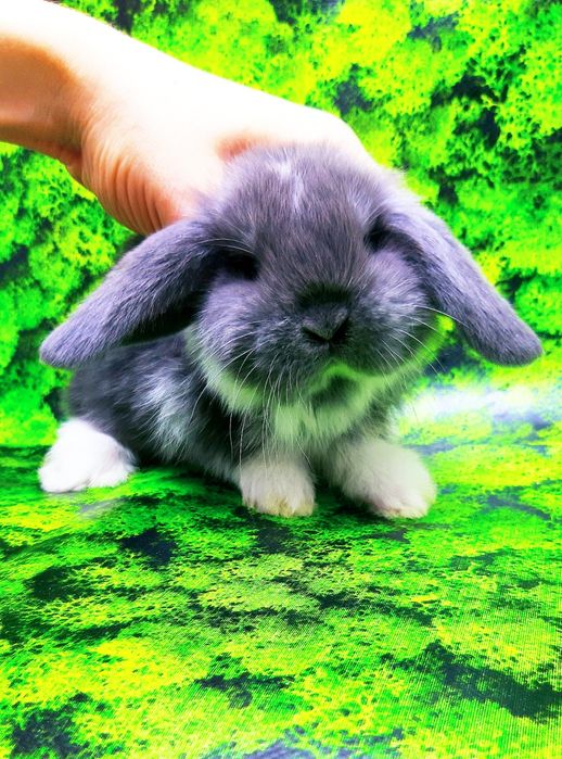 Карликовые мини кролики торчеухие и вислоухие крольчата и клетки