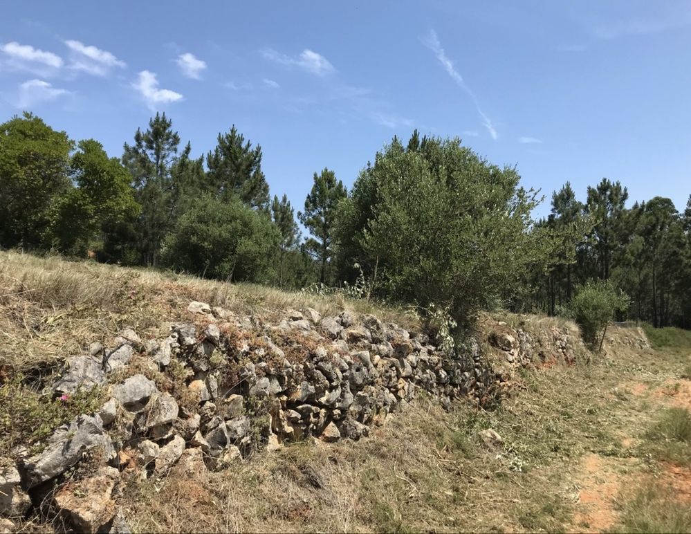 Terreno Rustico - Pedrogao - Serra de Aire e candeeiros