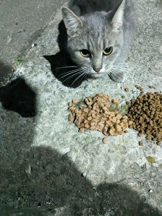 Кіт кастрований сірий