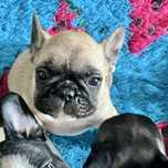 Buldog francuski FCI piesek