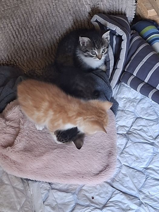 Kociaki szukaja domu